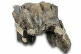 Bargain, Fossil Woolly Rhino (Coelodonta) Tooth - Siberia #257844-2